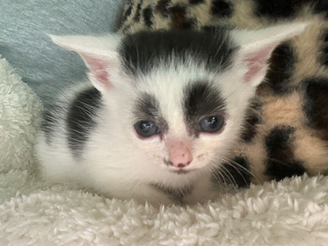 2 beautiful kittens