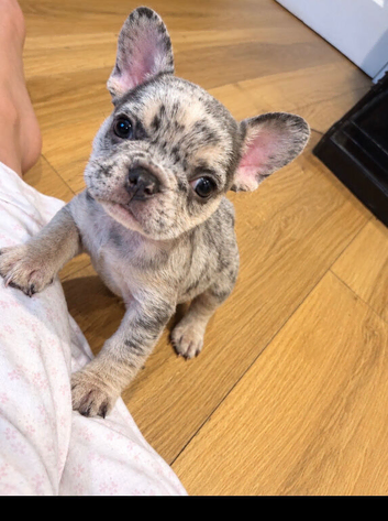 3 frenchie girl pups