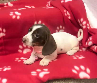 Very unique piebald miniature dachshund girl