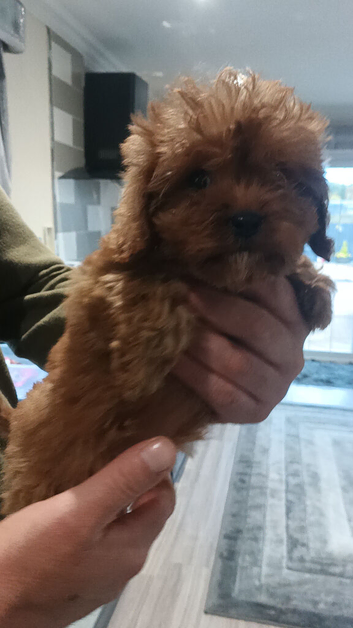 Cavapoo Puppies Red ️️ last boy!!