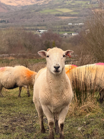 Easy care ram yearling