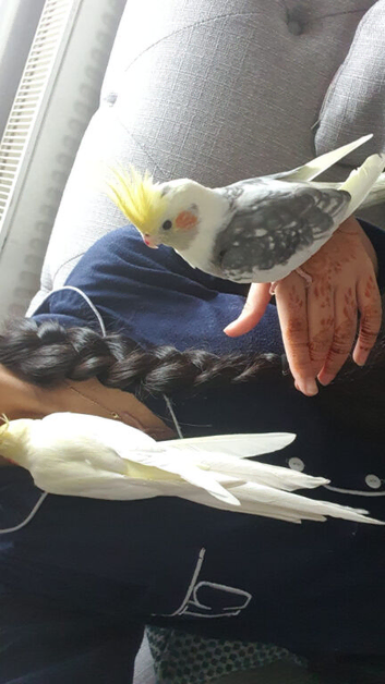 two male cockatiels for sale!!!