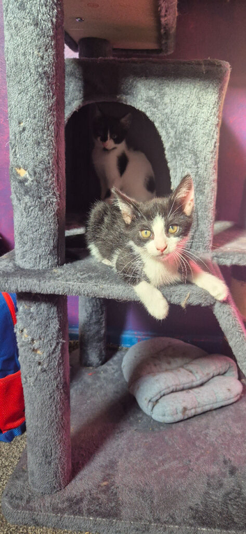 2 beautiful male kittens