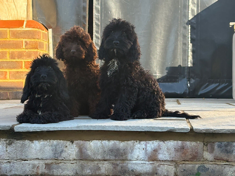 Beautiful F1 cockapoo`s needing there forever