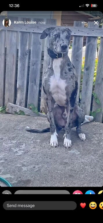 Lurcher pups