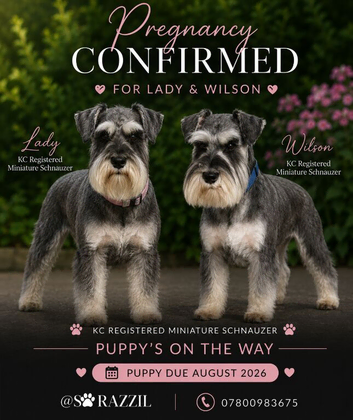 2 beautiful mini schnauzer pups