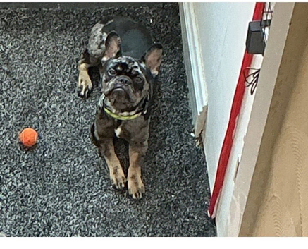 French Bulldog