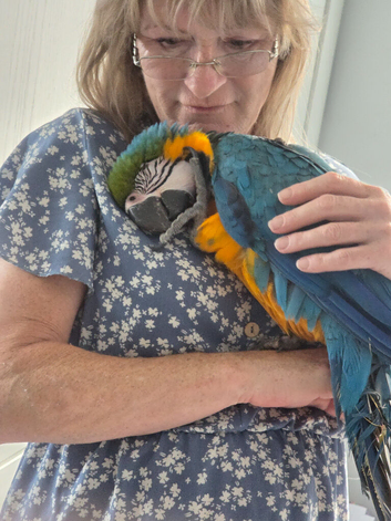 1 year old hand reared blue and gold macaw