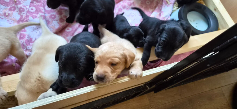 Labrador puppies