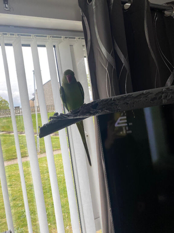 Indian ring neck rehoming