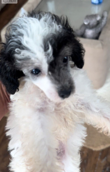 Toy poodle Puppies