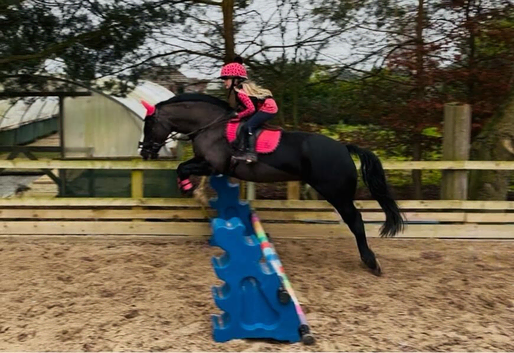 Pretty welch sec c mare