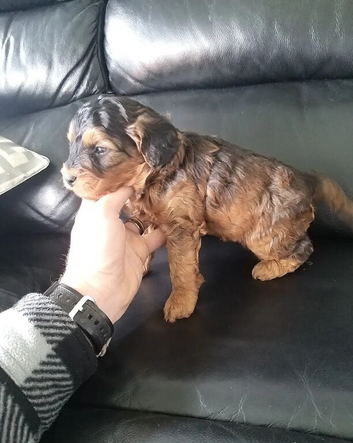 Cockapoo Puppies
