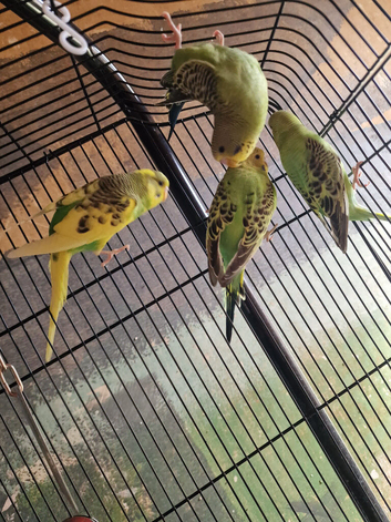 This year's baby budgies