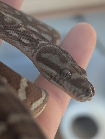 Centralian Carpet Python