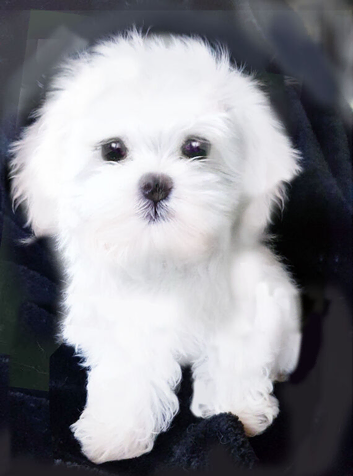 Maltese puppies