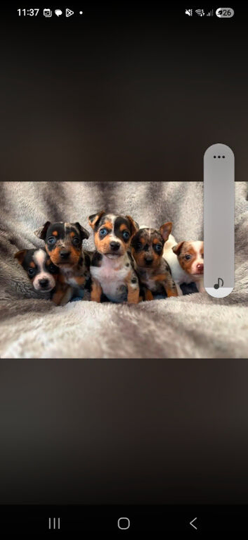 Jack russel puppies. 4 Merle & 1 Black & white
