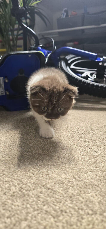 For sale Scottish fold kitties, ready to leav now
