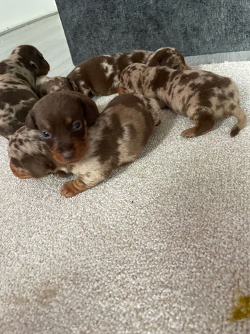 Miniature dachshund puppys