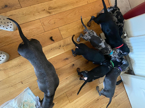 5 active daucshund left