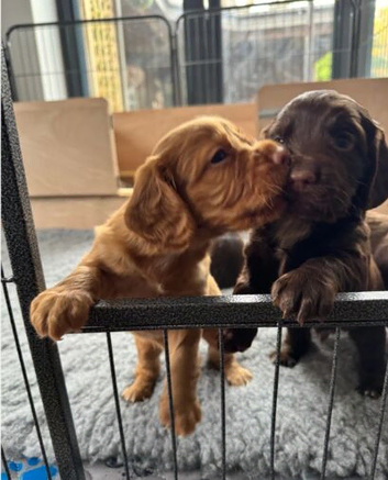 KC REGISTERED WORKING COCKER SPANIEl PUPPIES