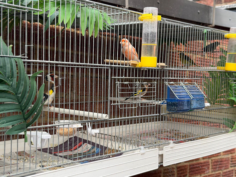 Canaries this year and last year birds