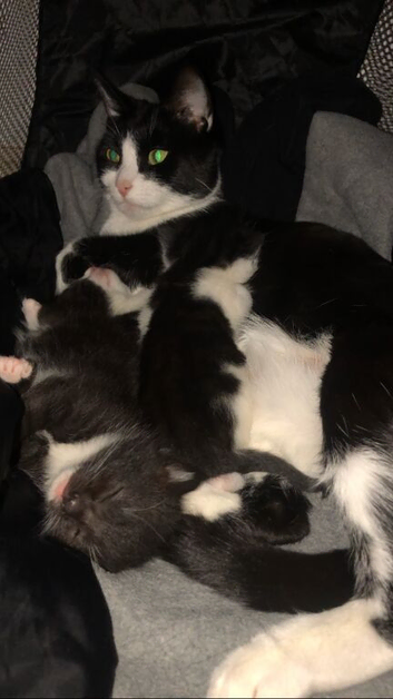 kittens