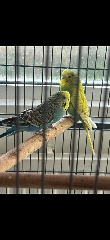 2 beautiful budgies and cage