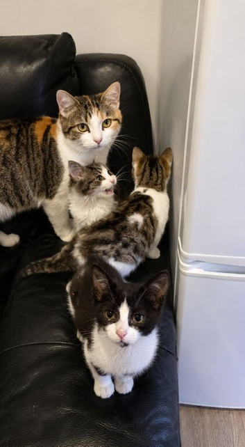 Mixed bengal kittens