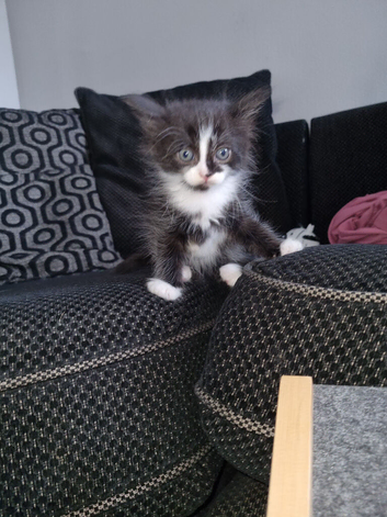 1 boy kitten available now