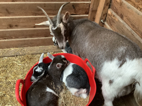 Pygmy Goats