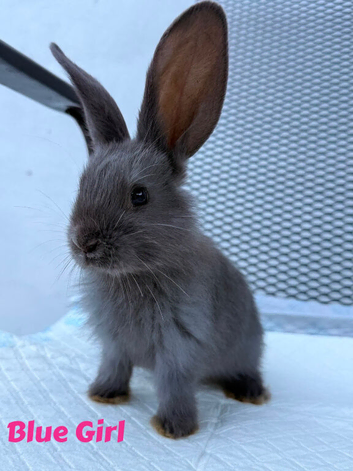 Continental Giant X New Zealand White Bunnies