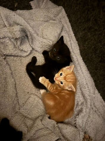 4 Kittens for sale ready 16th of Aug