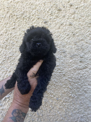 Hungarian puli cross miniature poodle