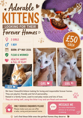 3 kittens ginger and white for sale