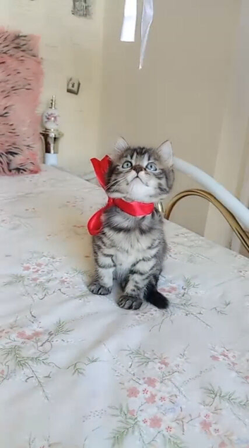 Gourgeous kittens for sale!!!