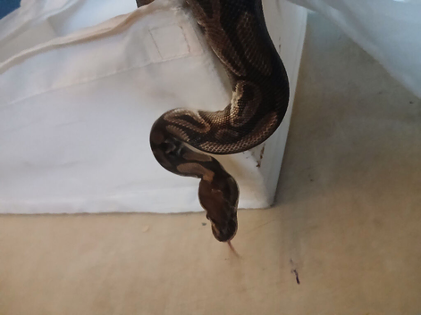 Ball python black pastels /cinnamon