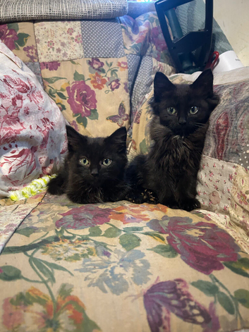 Beautiful Ragdoll cross kittens