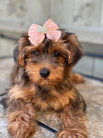 YorkiepooREDUCED