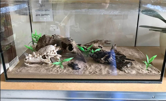 Tank for ants, beetles, scorpions or other inverts - Ant keeping supplies | animals enclosure