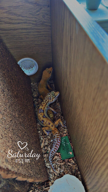 2 leopard geckos and tank