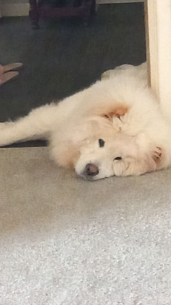 Gorgeous white chow chow