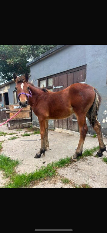 Welsh d filly