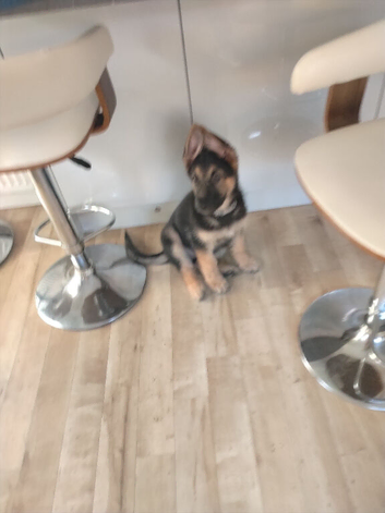 German shepherd puppy male