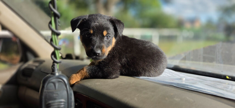 Gorgeous Rottweiler Puppys F1B