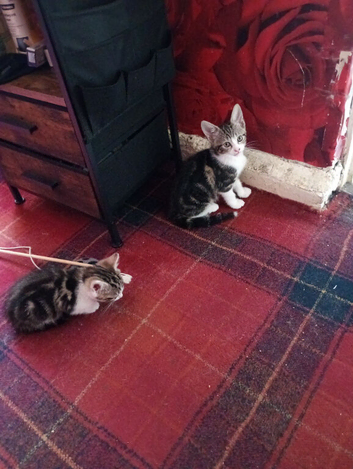 Female kitten's