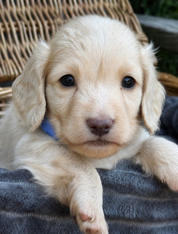 Cream long hair miniature Dachshund