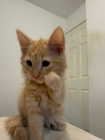 Custard the kitten