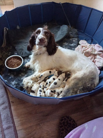 Ready now Working L&W springers
