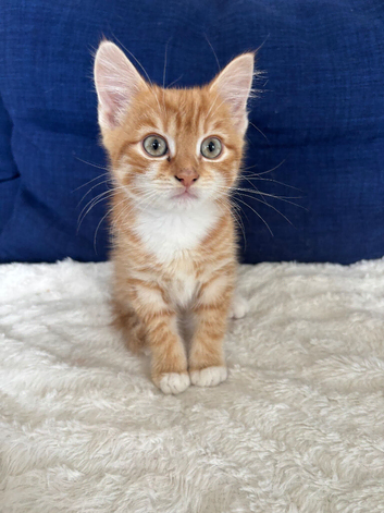 Beautiful ginger kitten